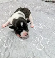 Screech , a male Rat Terrier for sale in Jerusalem, OH – 6 of 10