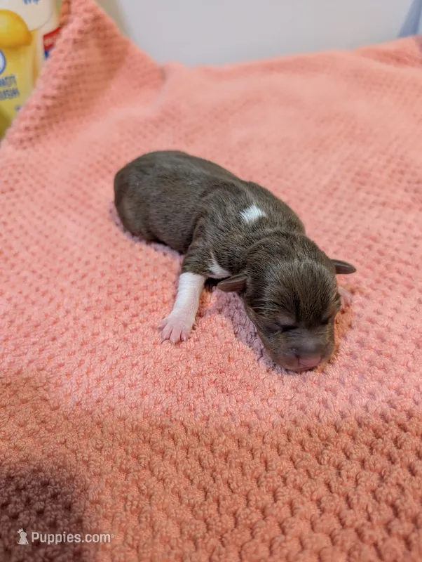Jason - Mini Rat  – Rat Terrier puppy for sale in Jerusalem, OH