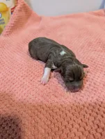 Jason - Mini Rat , a male Rat Terrier for sale in Jerusalem, OH – 1 of 4