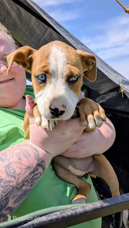 Mary – Siberian Husky, American Pit Bull Terrier puppy for sale in Jerusalem, OH