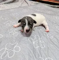 Jessica - TRT , a female Rat Terrier for sale in Jerusalem, OH – 5 of 10