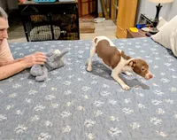 Ziva - Rat Terrier , a female Rat Terrier for sale in Jerusalem, OH – 6 of 10