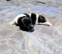 Venus - TRT, a male Rat Terrier for sale in Jerusalem, OH – 4 of 8