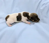 Bobby-TRT, a male Rat Terrier for sale in Jerusalem, OH – Photo 3 of 5