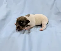 Bobby-TRT, a male Rat Terrier for sale in Jerusalem, OH – Photo 4 of 5