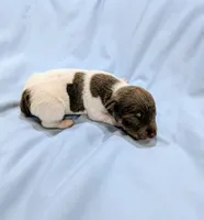 Bobby-TRT, a male Rat Terrier for sale in Jerusalem, OH – Photo 1 of 5