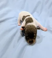 Bobby-TRT, a male Rat Terrier for sale in Jerusalem, OH – Photo 5 of 5