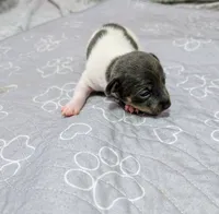 Louis - TRT , a male Rat Terrier for sale in Jerusalem, OH – 2 of 10