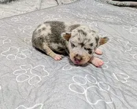 Tony, a male Rat Terrier for sale in Jerusalem, OH – 2 of 10