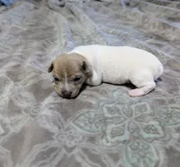 AKC - Johnny - TRT, a male Rat Terrier for sale in Jerusalem, OH – 6 of 8