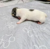 Jessica - TRT , a female Rat Terrier for sale in Jerusalem, OH – 10 of 10