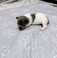 Katrina - TRT, a female Rat Terrier for sale in Jerusalem, OH – 8 of 8