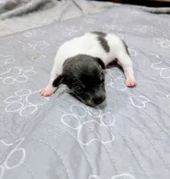 Louis - TRT , a male Rat Terrier for sale in Jerusalem, OH – 3 of 10