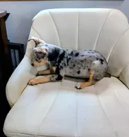 Harry , a male Rat Terrier for sale in Jerusalem, OH – 4 of 10