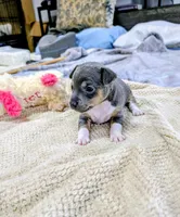 Annabelle - Rat Terrier , a female Rat Terrier for sale in Jerusalem, OH – 2 of 10