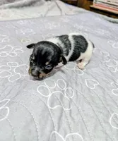 Harvey - TRT, a male Rat Terrier for sale in Jerusalem, OH – 2 of 10