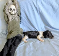 Beaker, a male Miniature Dachshund for sale in Jerusalem, OH – 7 of 9