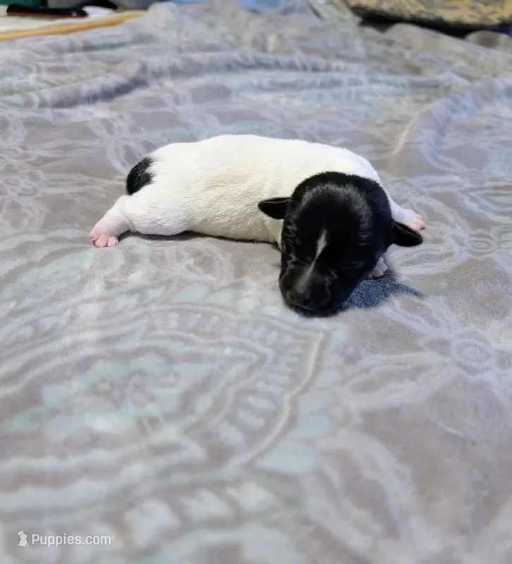Les - TRT, a male Rat Terrier for sale in Jerusalem, OH – 1 of 8