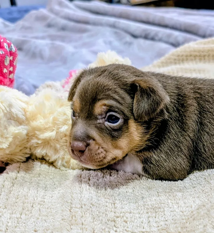 Jason - Mini Rat  – Rat Terrier puppy for sale in Jerusalem, OH