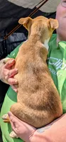 Esther, a female Siberian Husky and American Pit Bull Terrier for sale in Jerusalem, OH – 2 of 2