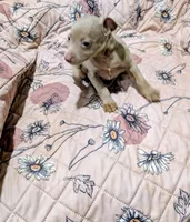 ABBY, a female Rat Terrier for sale in Jerusalem, OH – 7 of 7