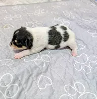 Lisa, a female Rat Terrier for sale in Jerusalem, OH – 5 of 5