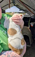 Beth, a female Siberian Husky and American Pit Bull Terrier for sale in Jerusalem, OH – 2 of 2
