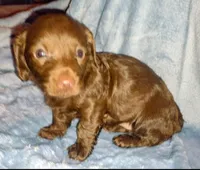 Ashley , a female Miniature Dachshund for sale in Jerusalem, OH – Photo 3 of 4