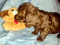 Ashley , a female Miniature Dachshund for sale in Jerusalem, OH – Photo 2 of 4