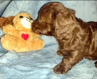 Ashley , a female Miniature Dachshund for sale in Jerusalem, OH – Photo 4 of 4