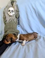 Kermit , a male Miniature Dachshund for sale in Jerusalem, OH – 2 of 10