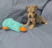 Harry , a male Rat Terrier for sale in Jerusalem, OH – Photo 7 of 9