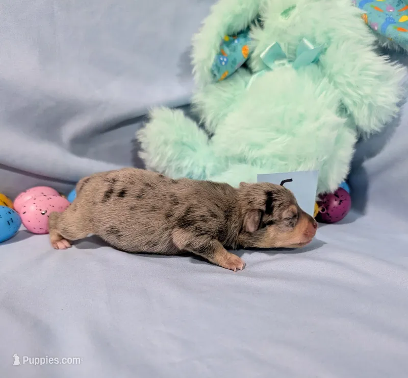 Harry , a male Rat Terrier for sale in Jerusalem, OH – Photo 1 of 10