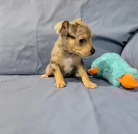 Harry , a male Rat Terrier for sale in Jerusalem, OH – Photo 6 of 9