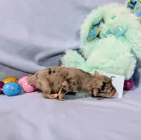 Harry , a male Rat Terrier for sale in Jerusalem, OH – Photo 7 of 10