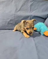 Harry , a male Rat Terrier for sale in Jerusalem, OH – Photo 4 of 9