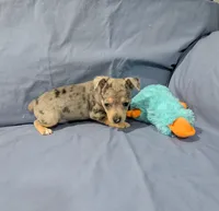 Harry , a male Rat Terrier for sale in Jerusalem, OH – Photo 2 of 9