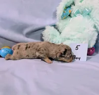 Harry , a male Rat Terrier for sale in Jerusalem, OH – Photo 5 of 10