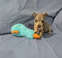 Harry , a male Rat Terrier for sale in Jerusalem, OH – Photo 8 of 9