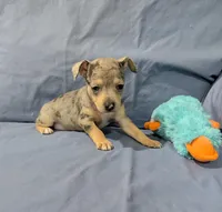 Harry , a male Rat Terrier for sale in Jerusalem, OH – Photo 5 of 9