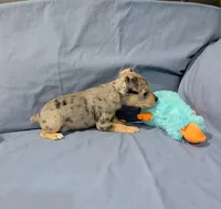 Harry , a male Rat Terrier for sale in Jerusalem, OH – Photo 9 of 9