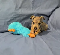 Harry , a male Rat Terrier for sale in Jerusalem, OH – Photo 3 of 9