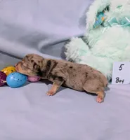 Harry , a male Rat Terrier for sale in Jerusalem, OH – Photo 9 of 10