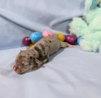 Harry , a male Rat Terrier for sale in Jerusalem, OH – Photo 2 of 10