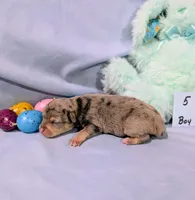 Harry , a male Rat Terrier for sale in Jerusalem, OH – Photo 10 of 10