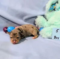 Harry , a male Rat Terrier for sale in Jerusalem, OH – Photo 3 of 10