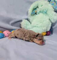 Harry , a male Rat Terrier for sale in Jerusalem, OH – Photo 6 of 10