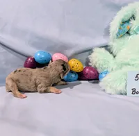 Harry , a male Rat Terrier for sale in Jerusalem, OH – Photo 8 of 10