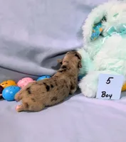 Harry , a male Rat Terrier for sale in Jerusalem, OH – Photo 4 of 10