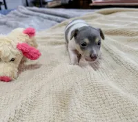 Freddy - Mini Rat , a male Rat Terrier for sale in Jerusalem, OH – 9 of 10